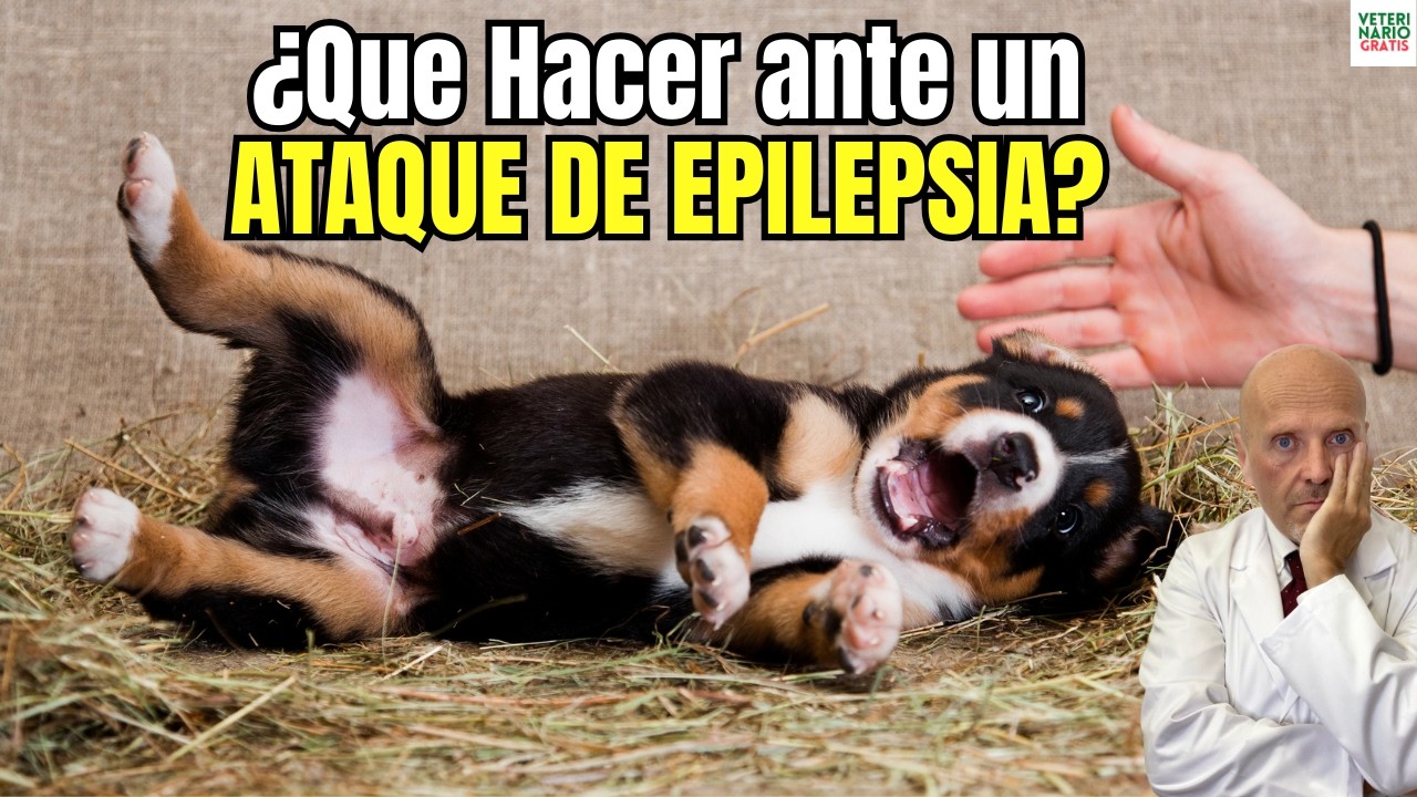 🚨🐶¿QUE HACER ANTE UN ATAQUE DE EPILEPSIA EN PERROS?🚨🐶