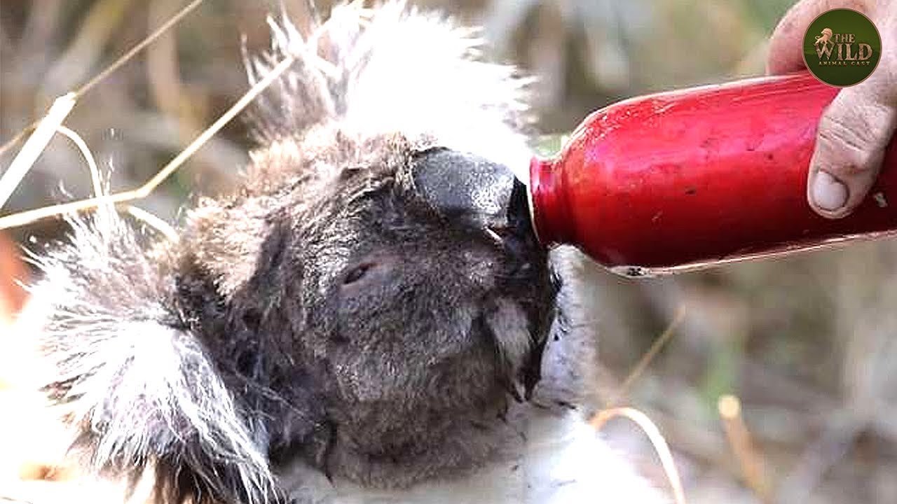 Amazing Top 20 Of Desperate Animals Asking People For Help   I   Animal Fights