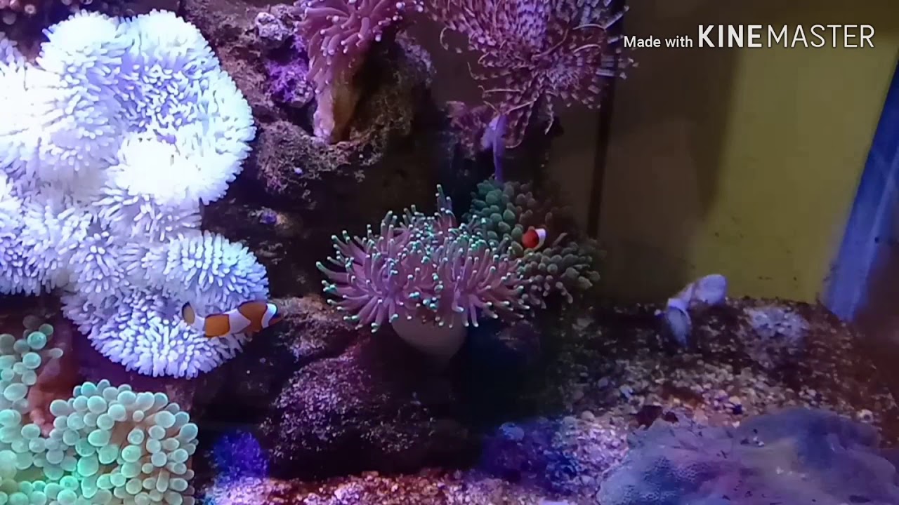Cara memberi makan anemon laut buat pemula