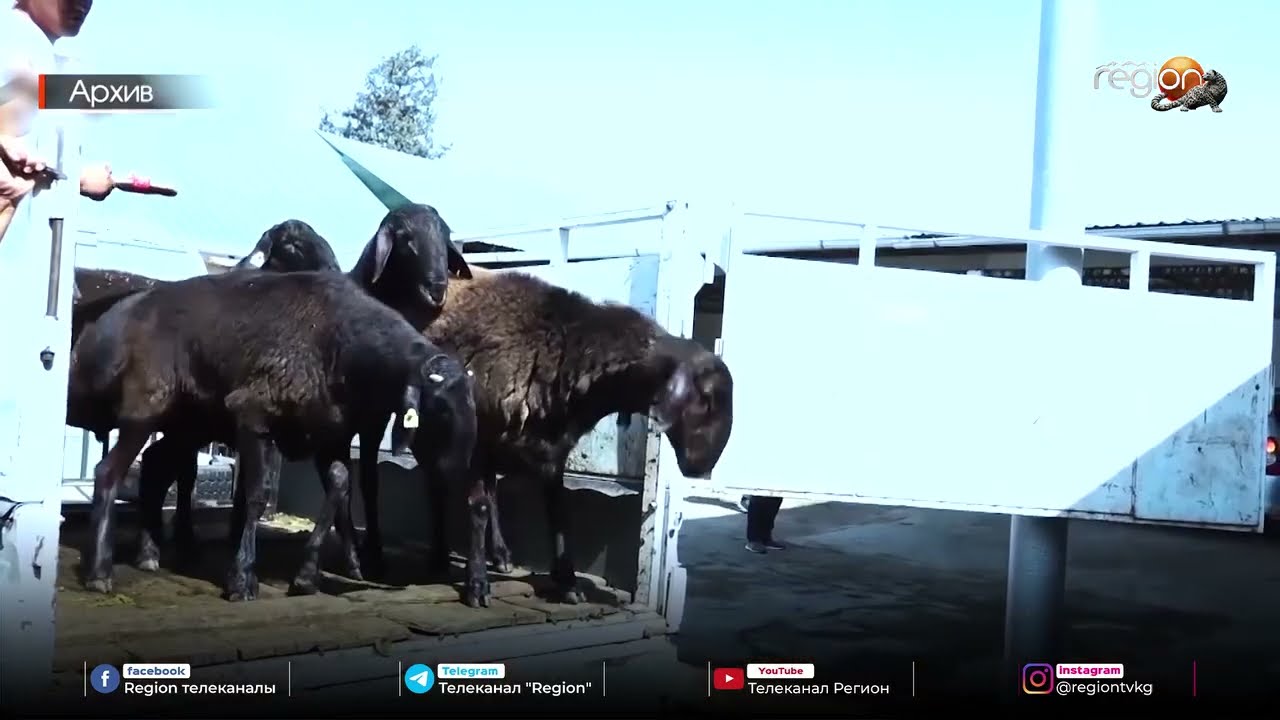 Айыл чарба министрлиги өлкөдө шарп ылаңы массалык жайылбаганын билдирди
