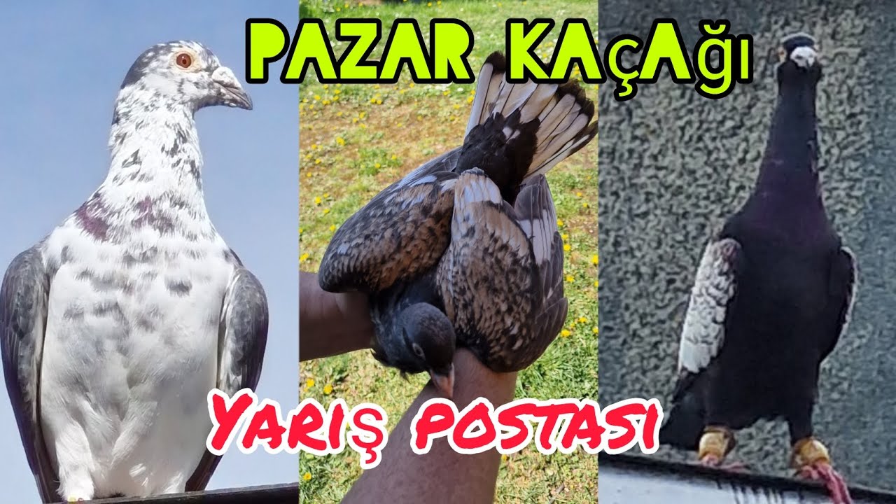 Pazar kaçağı Yarış postası çıktı#aksoyfiloelvanguvercinleri