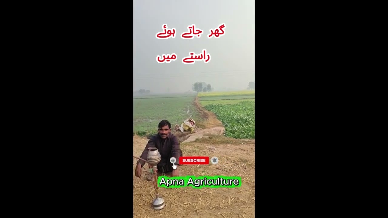 Apna Agriculture, , Village Life, Farmer Life Desi Life, Pakistan ApnaAgriculture #RuralLife