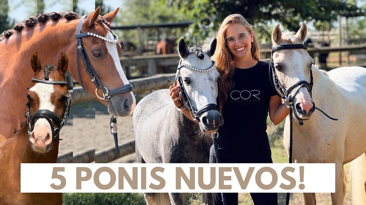 Han llegado nuevos ponis! ✨😱 os presento a 5 nuevos integrantes 👑🐭🐝⚡️🦅