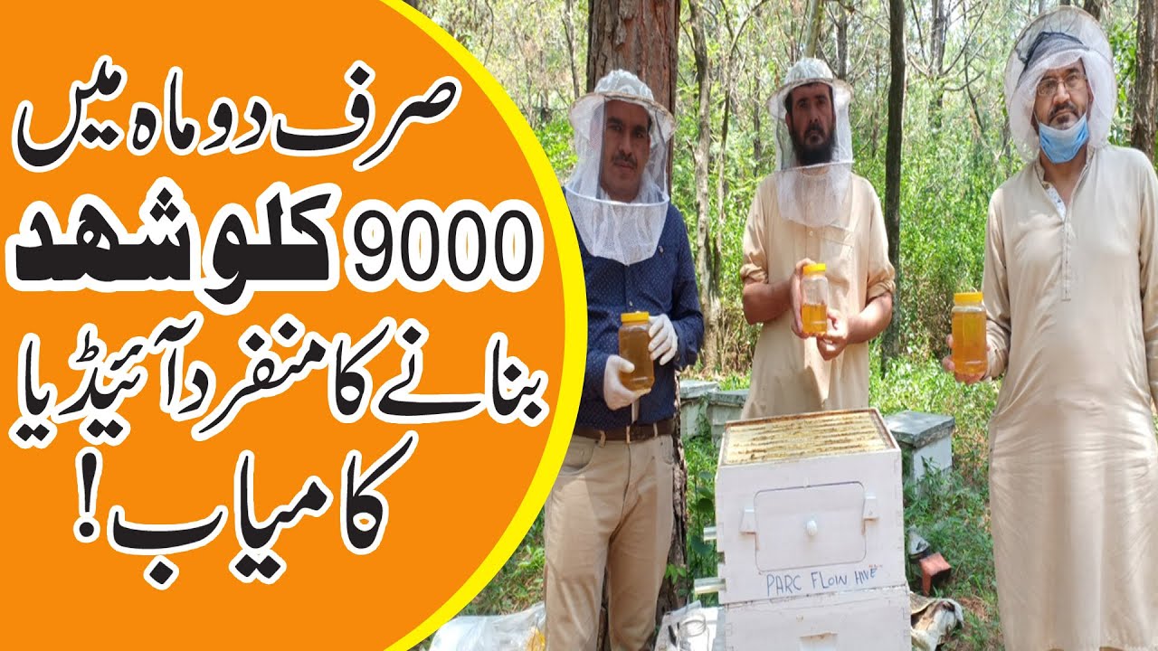 9000 KG Honey Production Success story | Honey farming Pakistan |