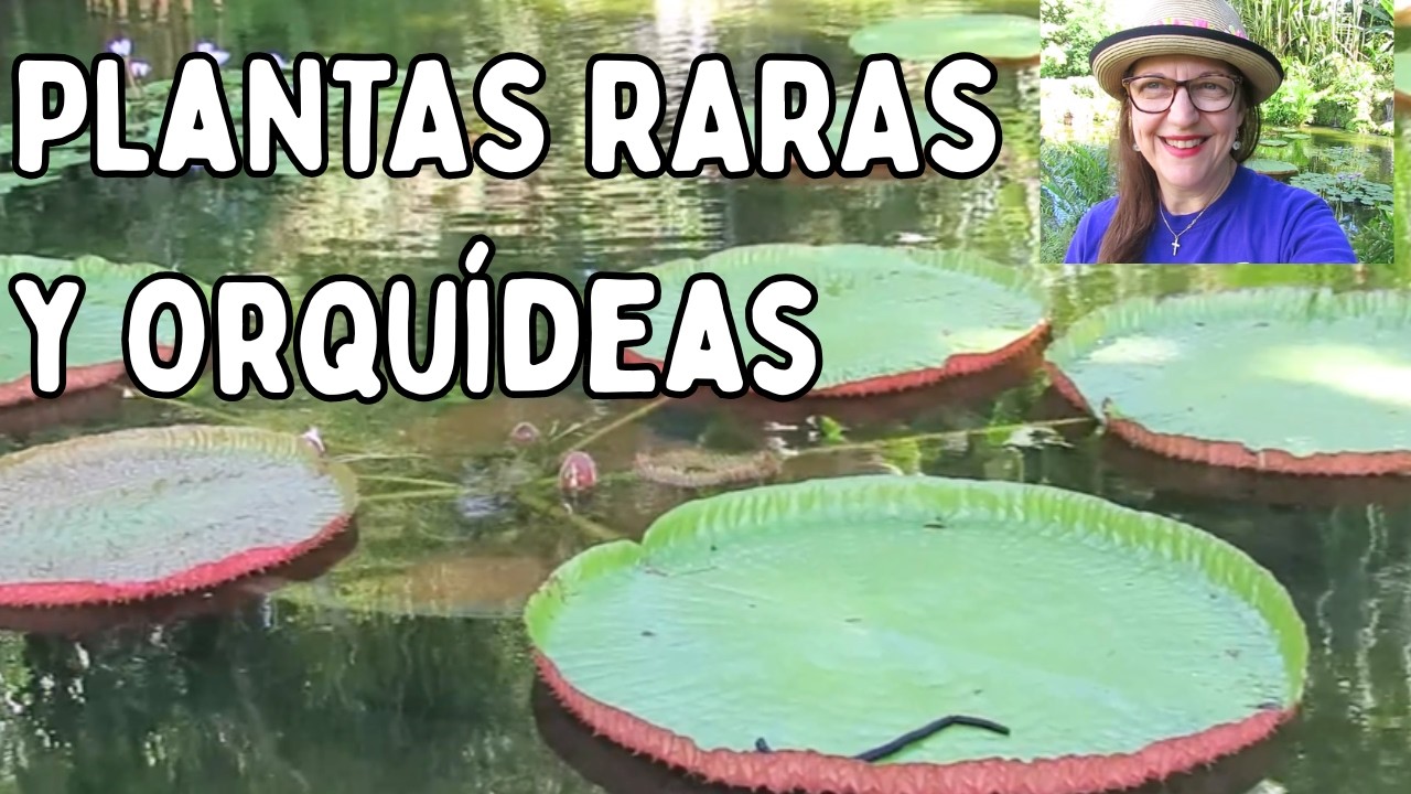 Plantas que no parecen reales son de otro planeta🪴Monstera, Palmas, Bormelias, Orquídeas #542