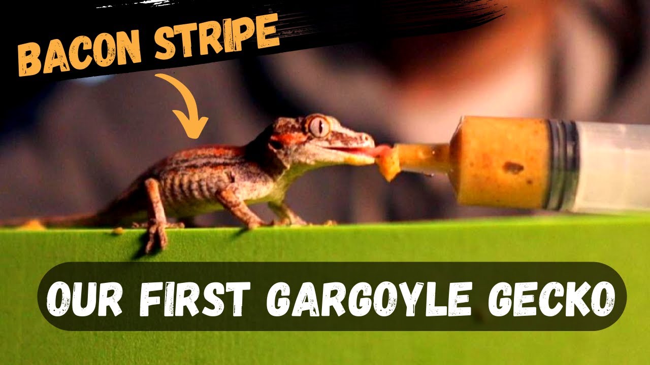 Our First GARGOYLE GECKO  -  New Caledonia Bumpy Gecko Feeding