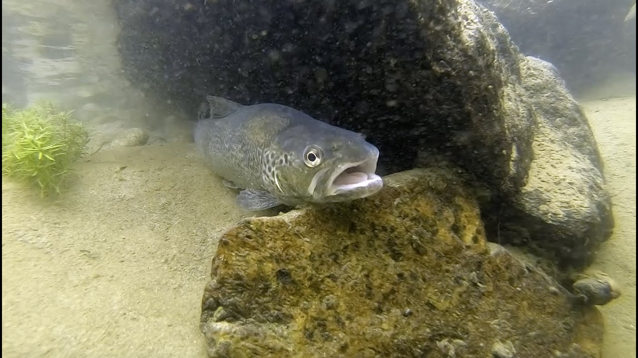 Corridoi blu – Il ripristino della biodiversità tra Ossola e Lago Maggiore | Progetto IdroLIFE