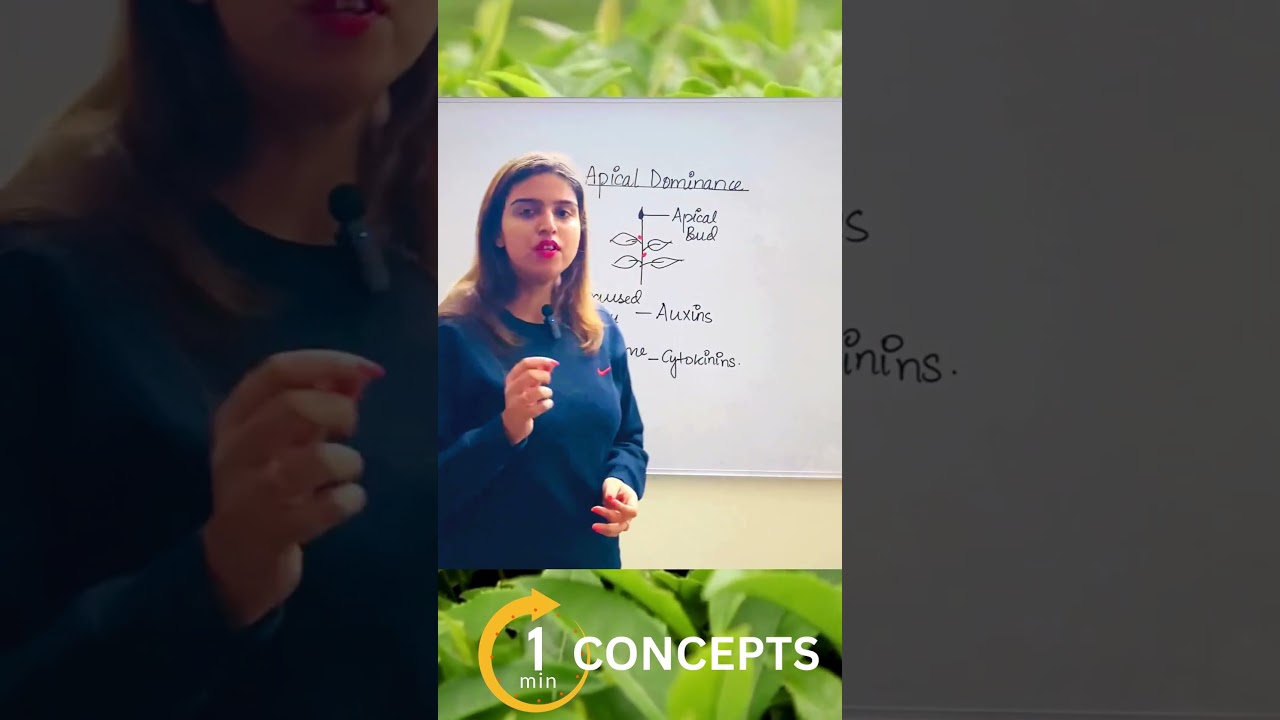 Apical dominance in plants |Plant growth and Development| Concepts under a minute