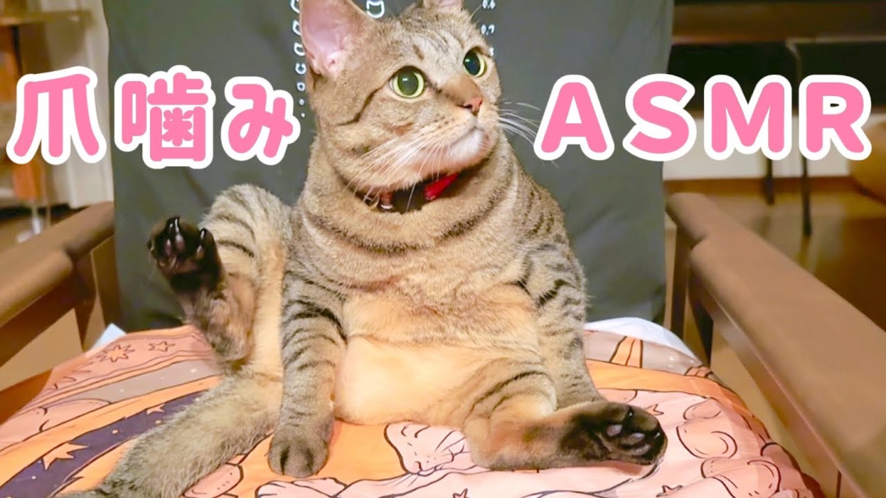 猫の爪噛みＡＳＭＲ