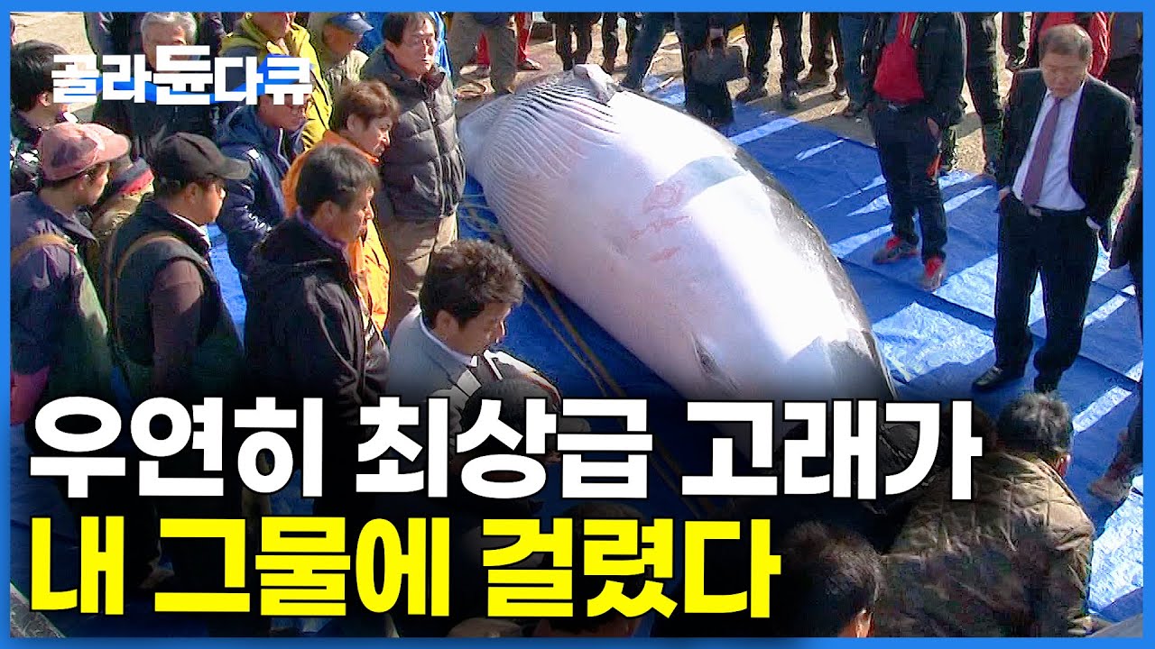 우연히 잡힌 고래 경매장 갔더니 가격 듣고 기절할 뻔했습니다｜울산 고래 고기｜#골라듄다큐
