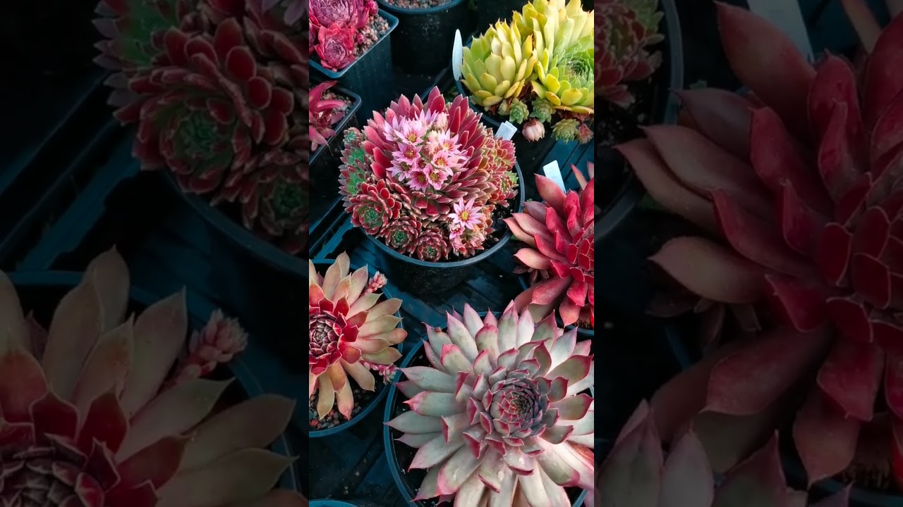 Обзор сортов #sempervivum , #молодило