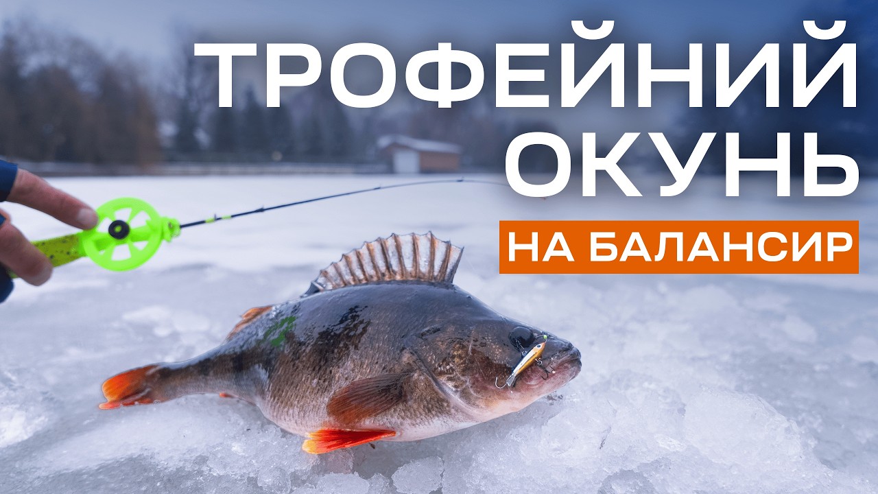 ЯК піймати окуня на балансир. Пошук активного полосатого на затоках Дніпра. Риболовля перед роботою.