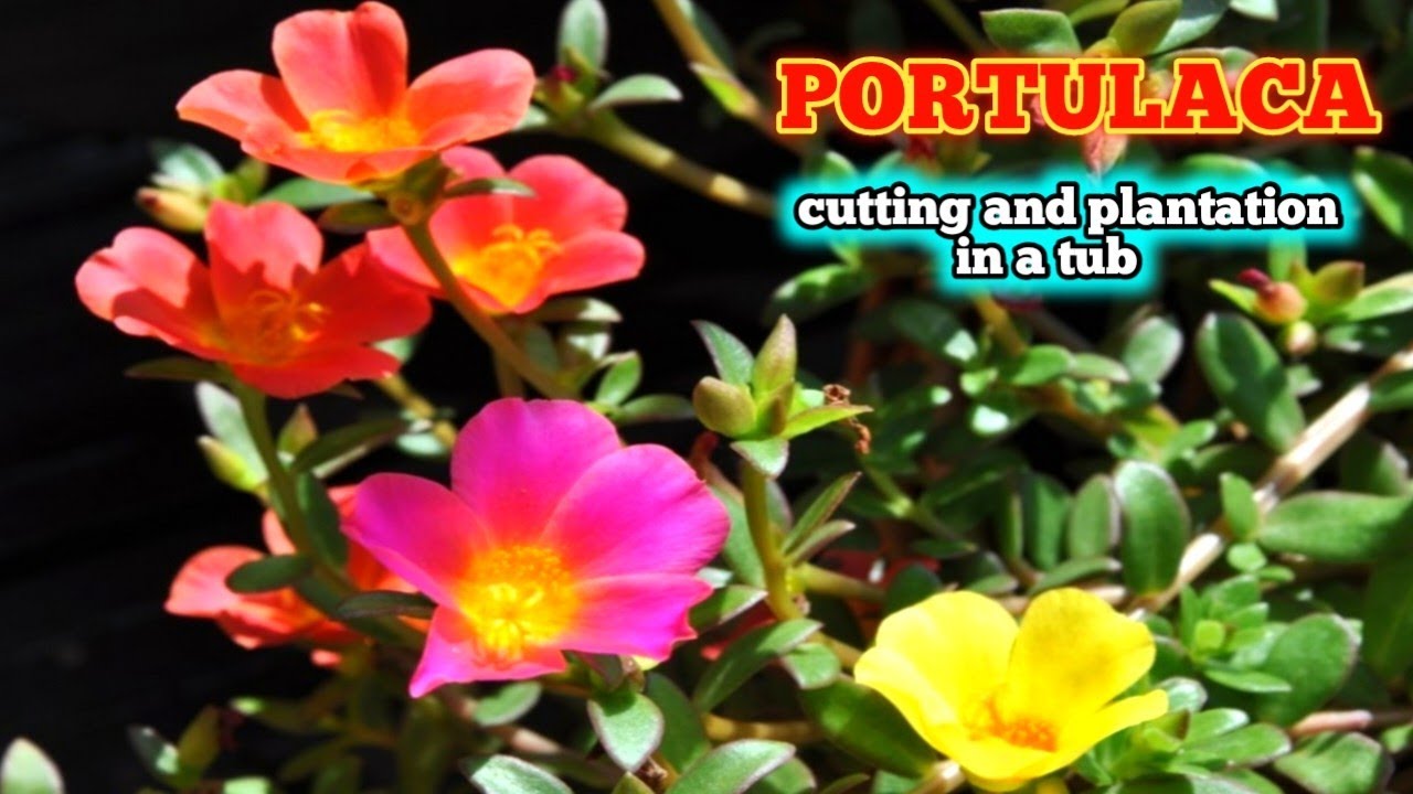 Portulaca flowers cutting and plantation in a tub ||PORTULACA CUTTING|| #flowers #gardening #