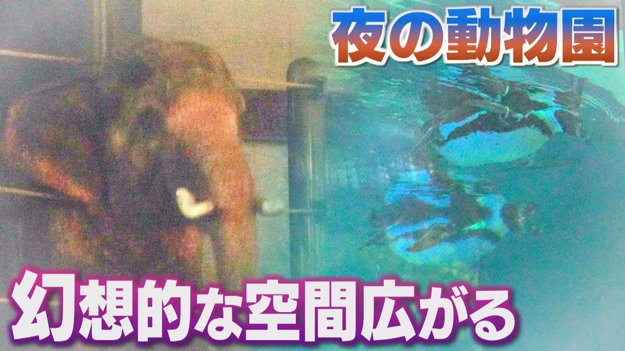 福岡市で人気イベント・夜の動物園