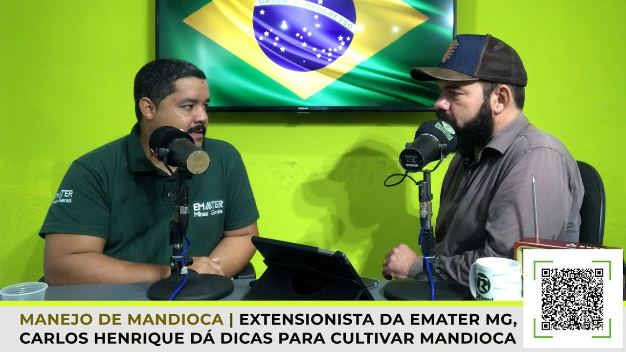 Manejo de MANDIOCAL | Extensionista da Emater MG dá dicas para cultivar Mandioca.