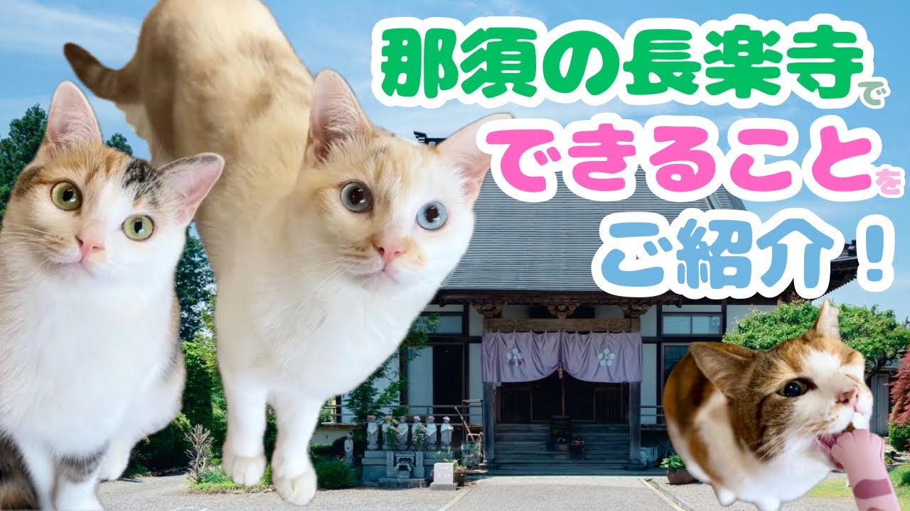 那須の長楽寺で出来ることをご紹介します！🙋🏻&zwj;♀️❤️