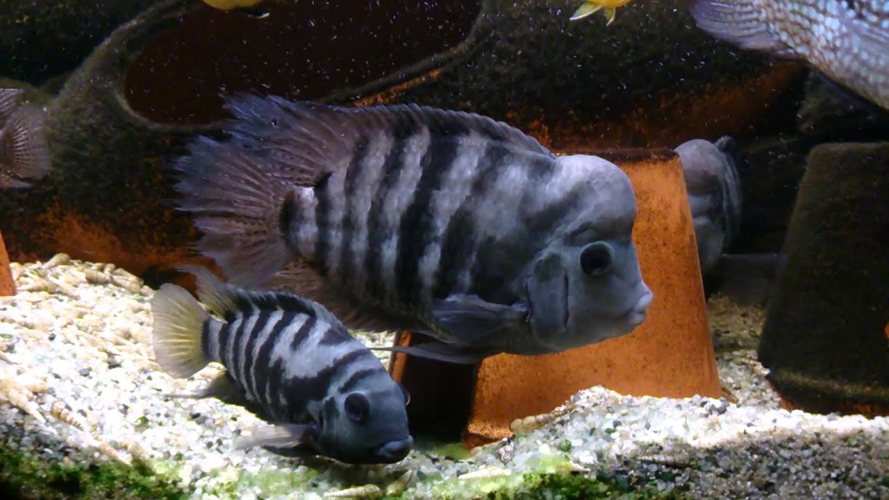 Big male convict cichlid.