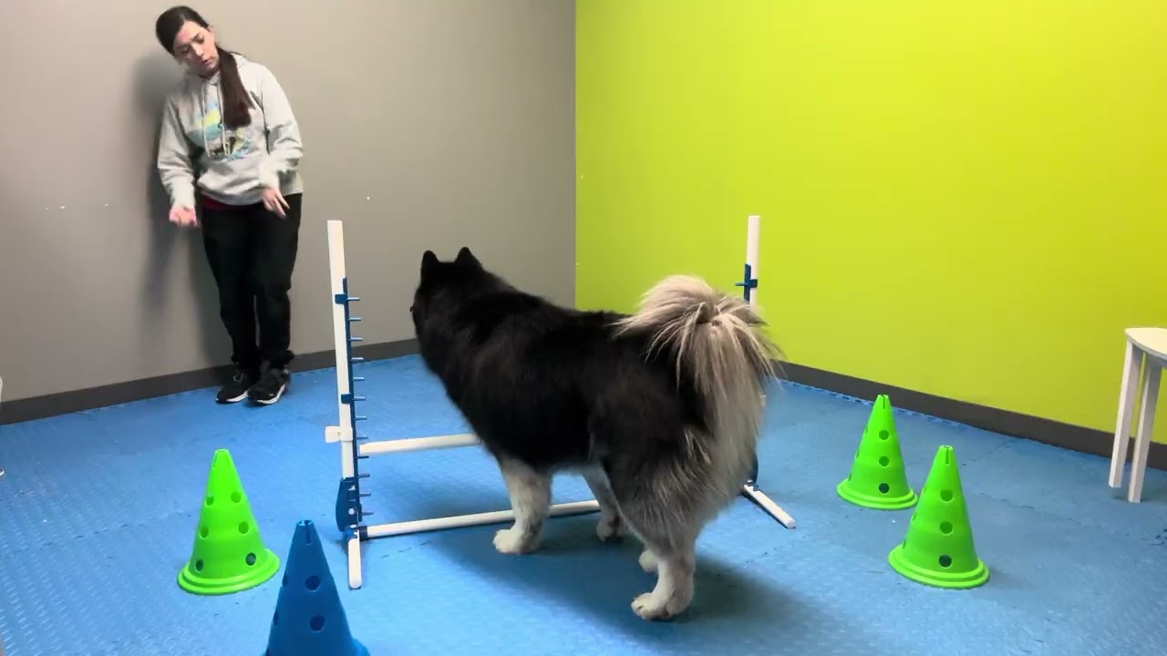 Czar agility 