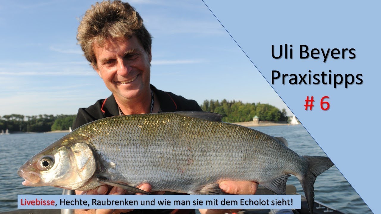 Raubrenken und Hechte am Möhnesee