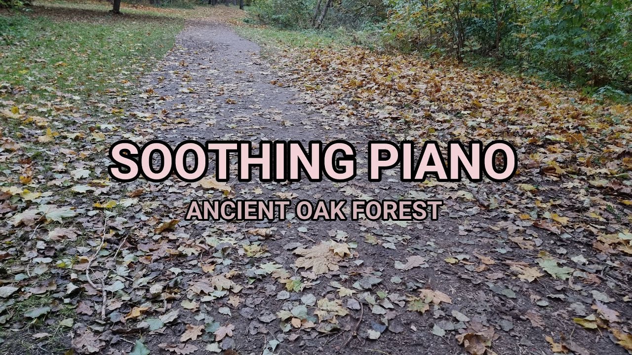 Soothing Piano Melodies 🍂 Ancient Oak Reflections for Study & Deep Focus