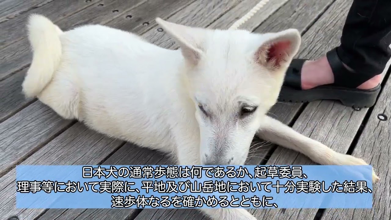 日本犬標準の解説　第2弾！