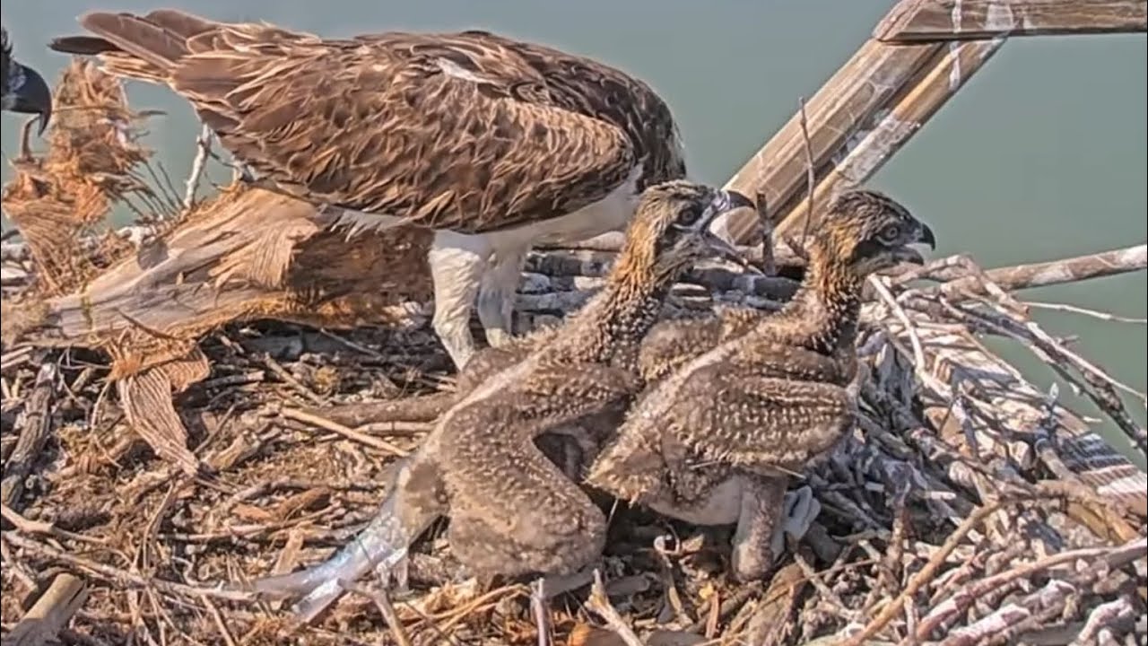 Captiva Osprey Cam | Big brother is aggressive when the little bro tries to eat from Dad | May 12,24