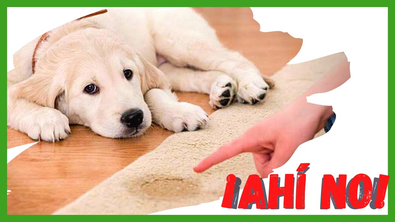 Cómo ENTRENAR A TU CACHORRO para hacer sus NECESIDADES en el lugar correcto🛀