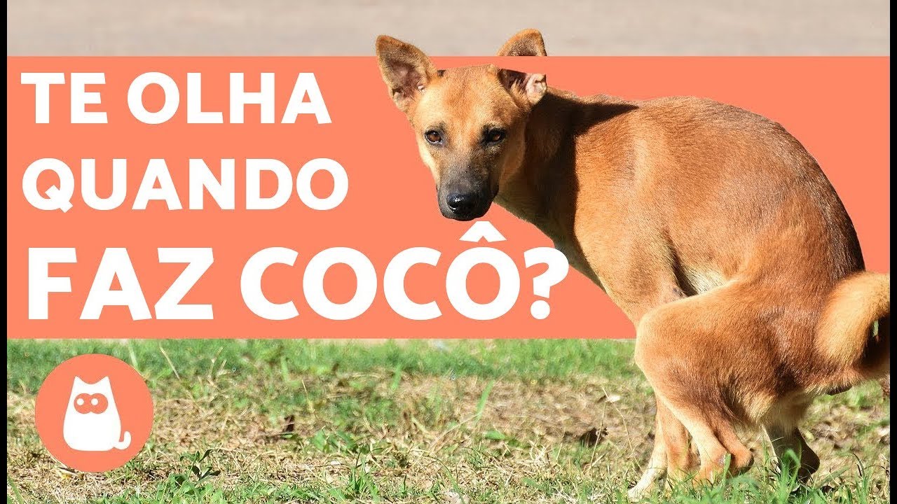 Why your dog stares at you when he does his business