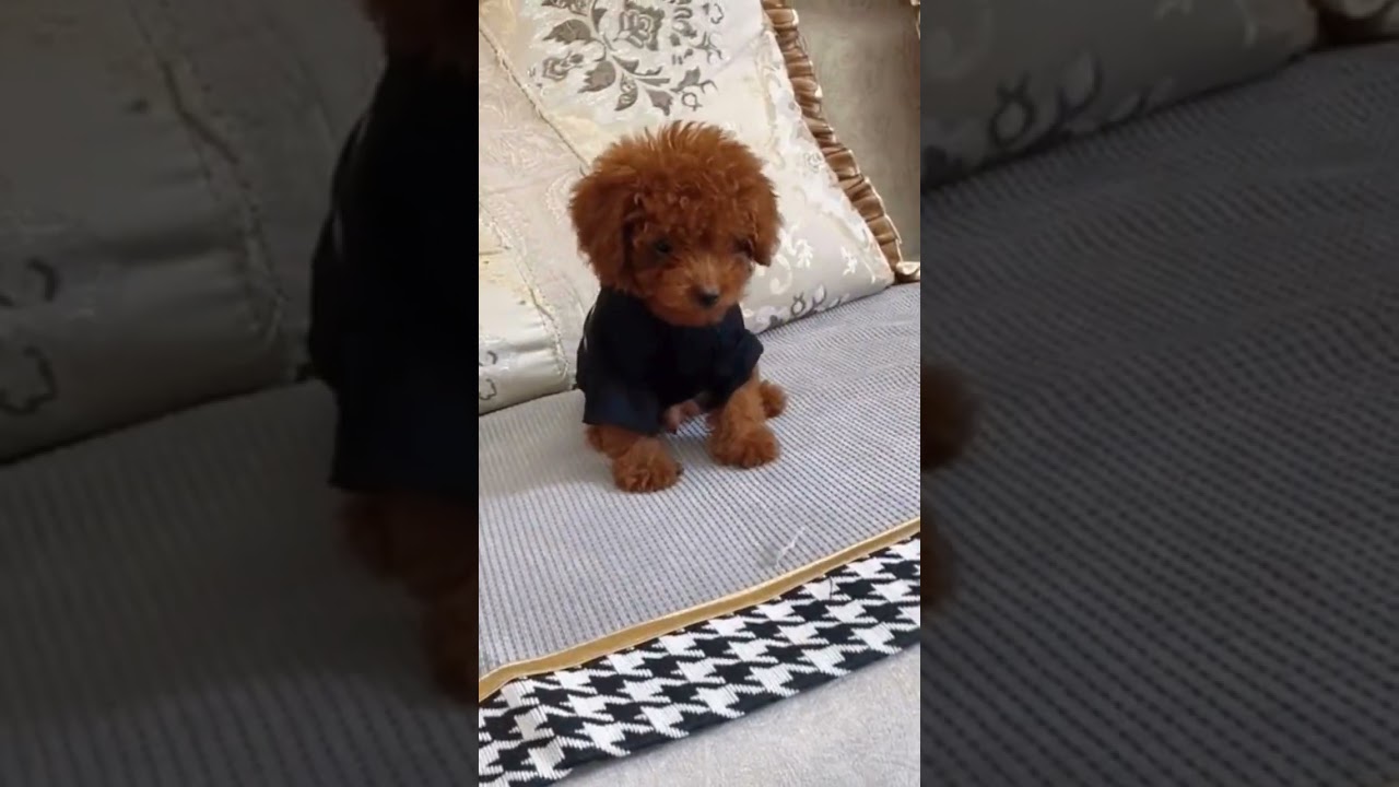 A Cute poodle puppy is barking#shortvideo #puppy #shorts #funnyshorts #babydog #babypet #poodle