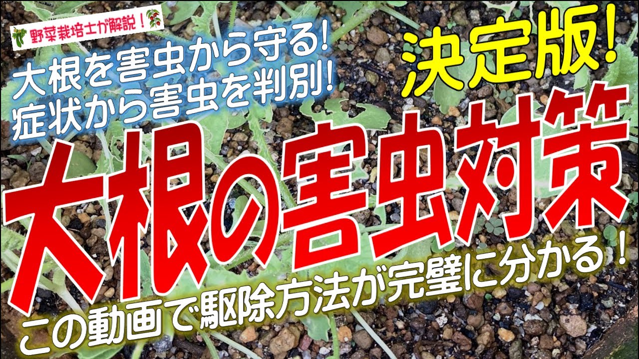 ダイコンの害虫対策（害虫から苗を守る方法）大根の害虫一覧と駆除方法を完全解説！