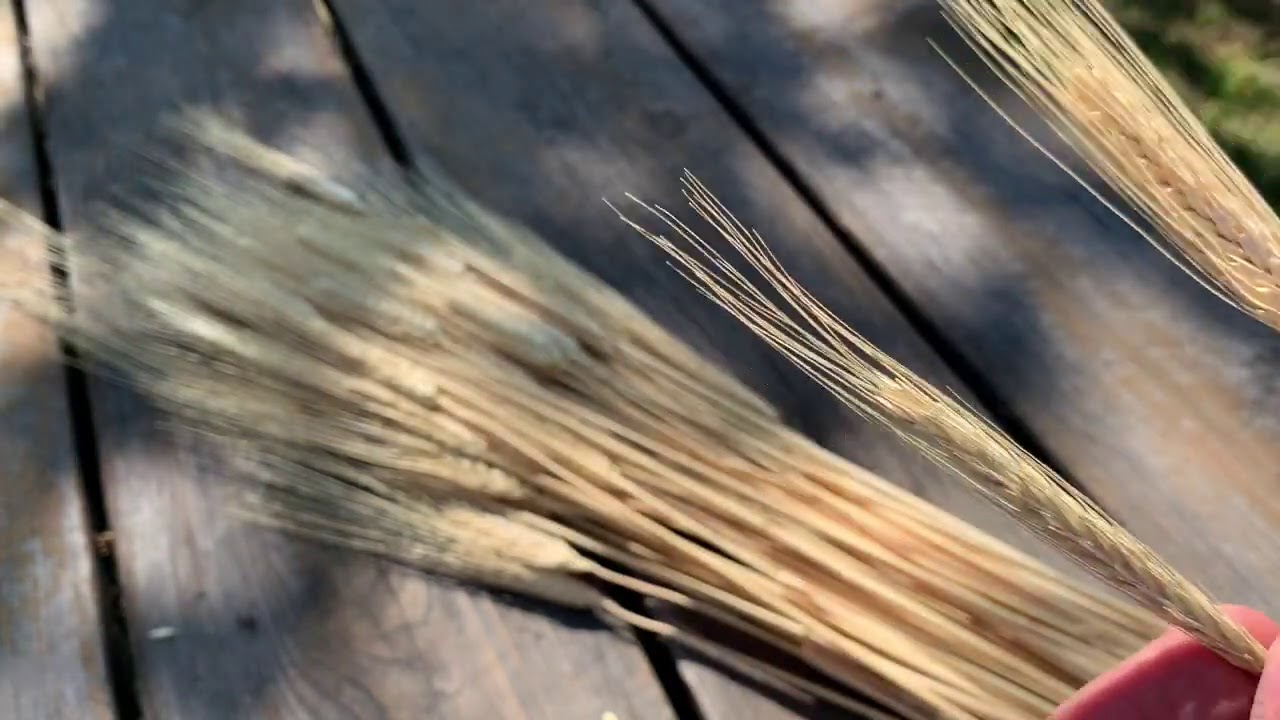 Wheat and Weeds