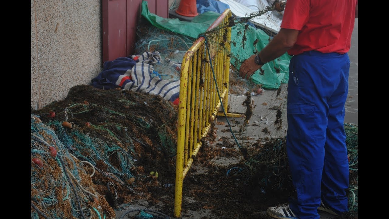 EED - Algas invasoras en la Bahía de Algeciras