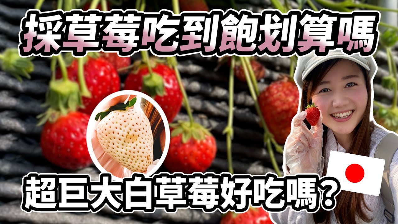 太大顆了吧！日本採草莓吃到飽划算嗎？超巨大白色草莓好吃嗎？｜日本栃木｜草莓之里｜日本有個U1 YuiTube 🇹🇼x🇯🇵