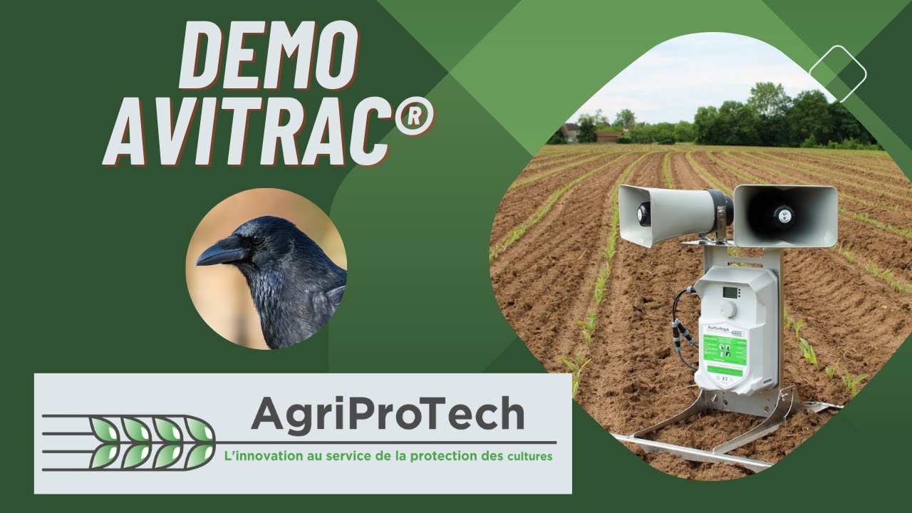 Efficacité de l'effaroucheur AviTrac® AVT18M sur un dortoir de corbeaux