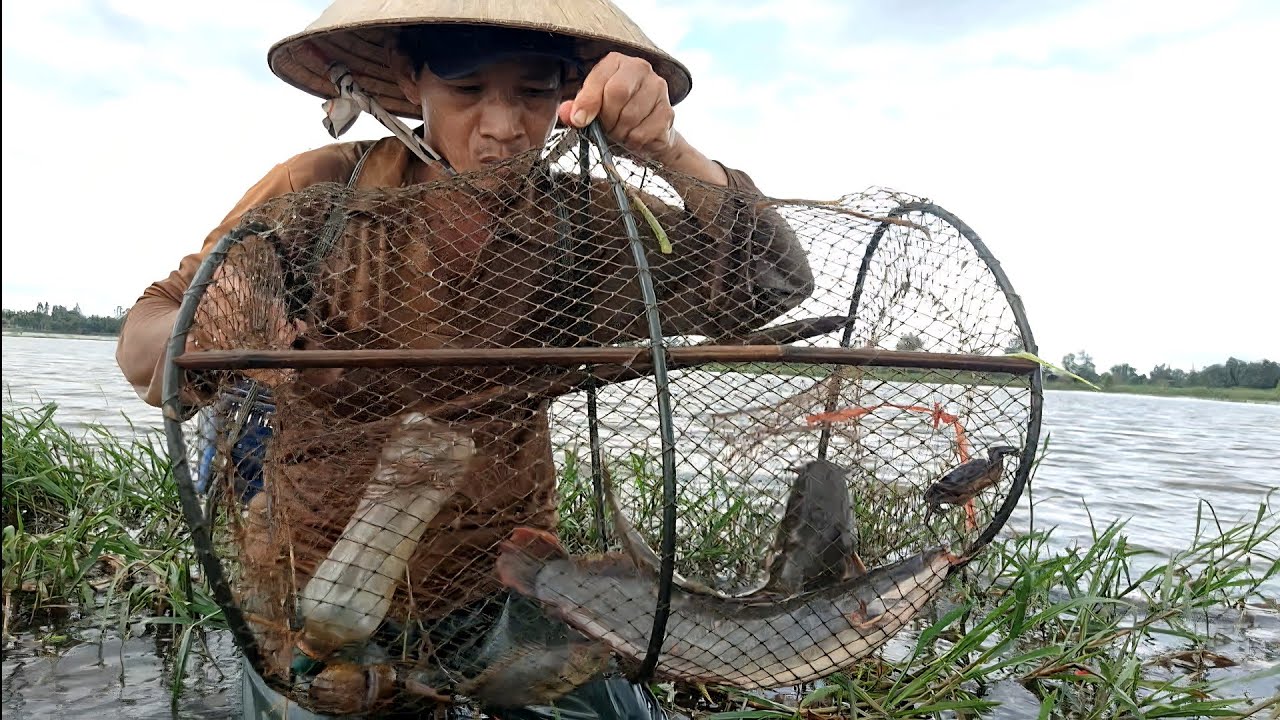Thăm Lờ Dính Cá Trê Lai Khủng 