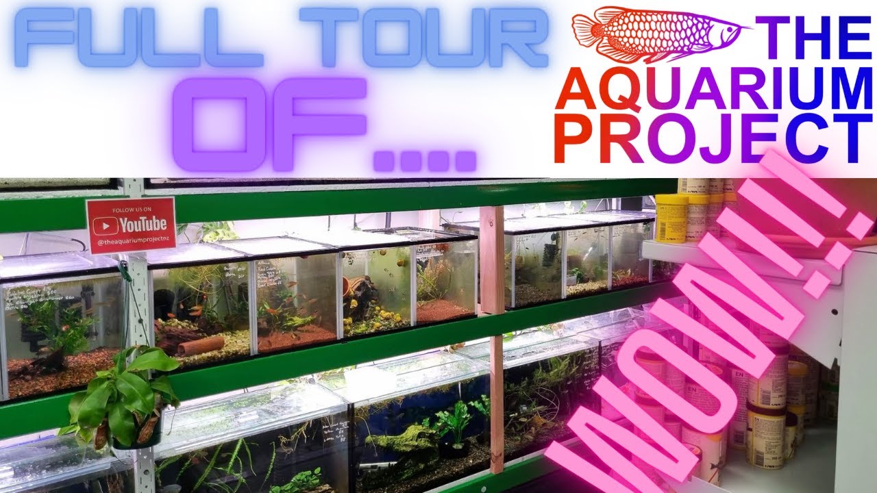 Aquarium Project Auckland Full Fish Store Tour!!