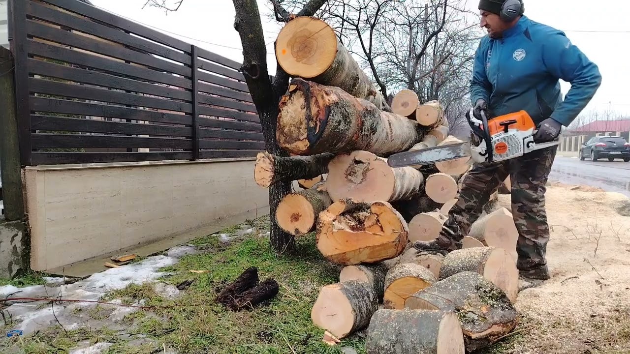 Cutting beech wood în The first day of March