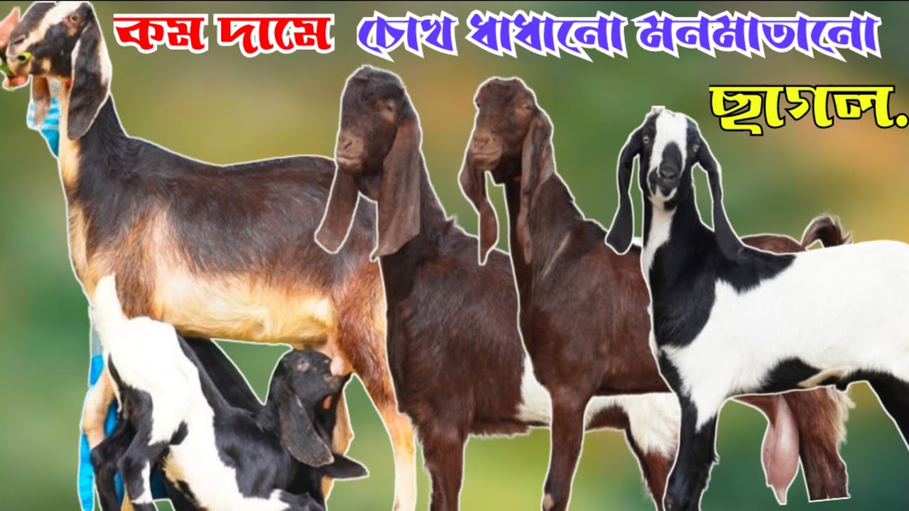 একদম সূলভ মূল্যে আকর্ষণীয় মানের খামার উপযোগী ভরপুর গাভিন ছাগল দুধের ছাগল ও বাচ্চা সহ মা ছাগল কিনুন