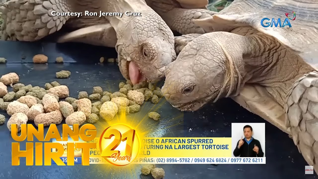 Unang Hirit: Pet tortoise, paano inaalagaan?