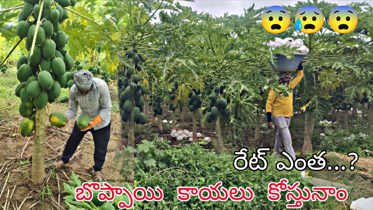 పంట చేతికి వచ్చింది కానీ....... రేట్ లేదు గోవింద గోవిందా... ||AGRI GURU ||