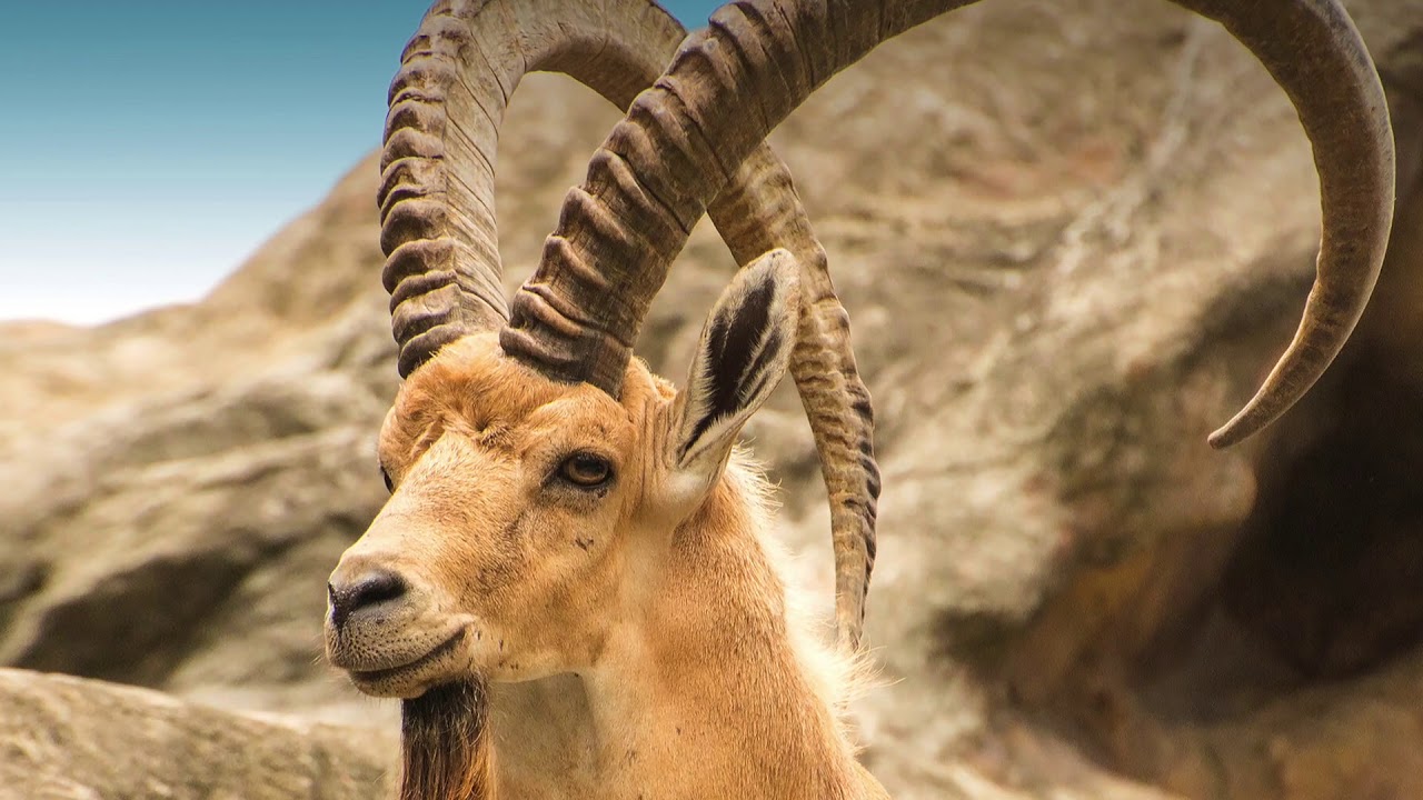 Best sounding shofar -- Nubian Ibex from Ein Gedi oasis in Israel