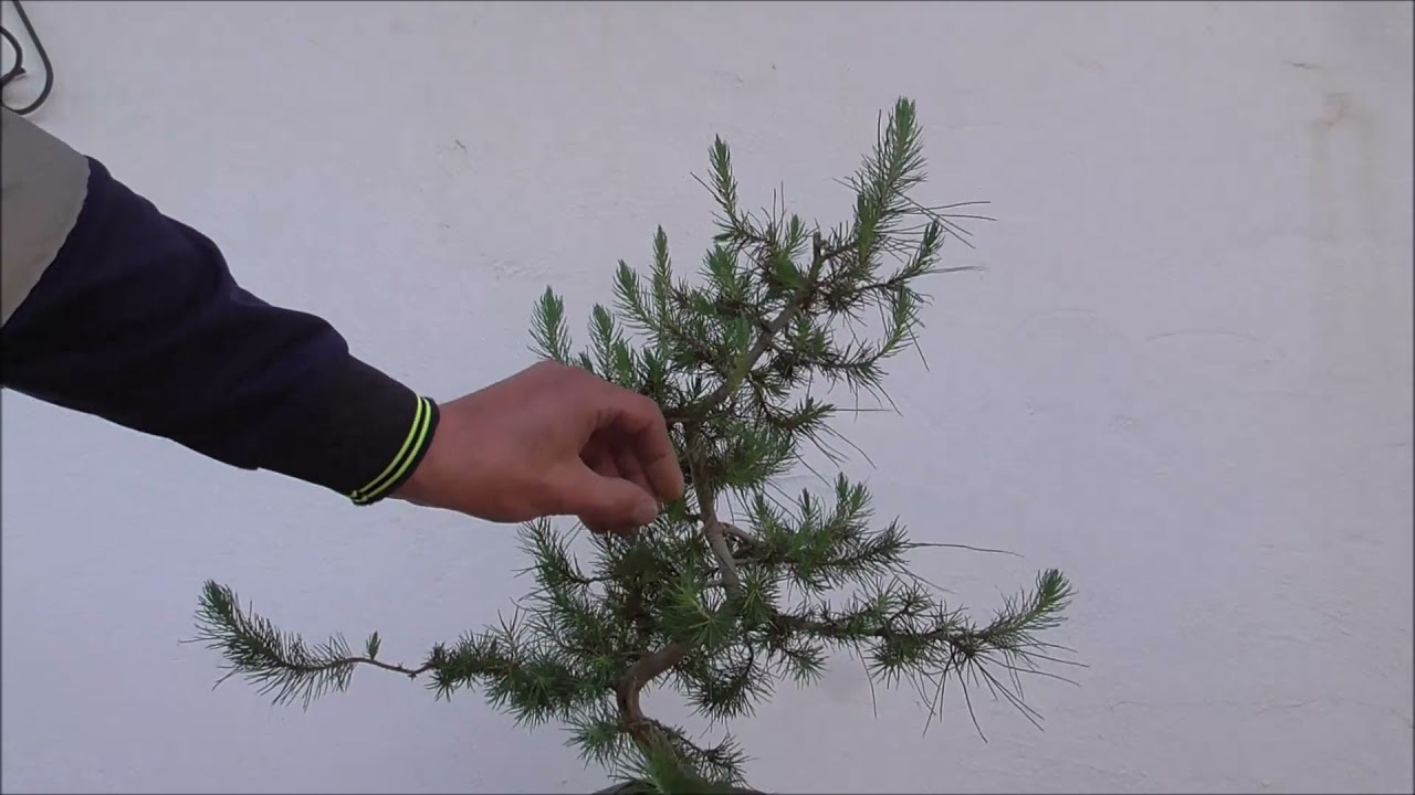 Pino Halepensis mantenimiento 11 04 2021