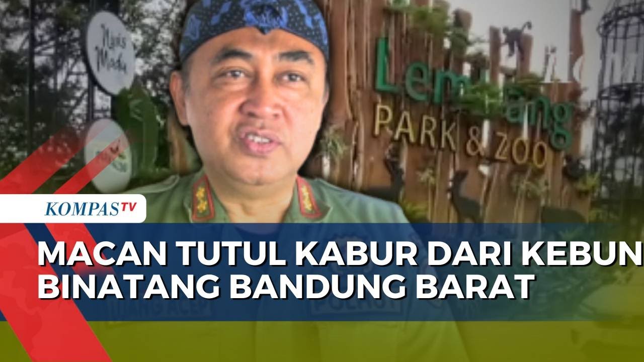 Kronologi Macan Tutul Kabur dari Lembang Park and Zoo, Diduga Lari ke Hutan | SAPA PAGI