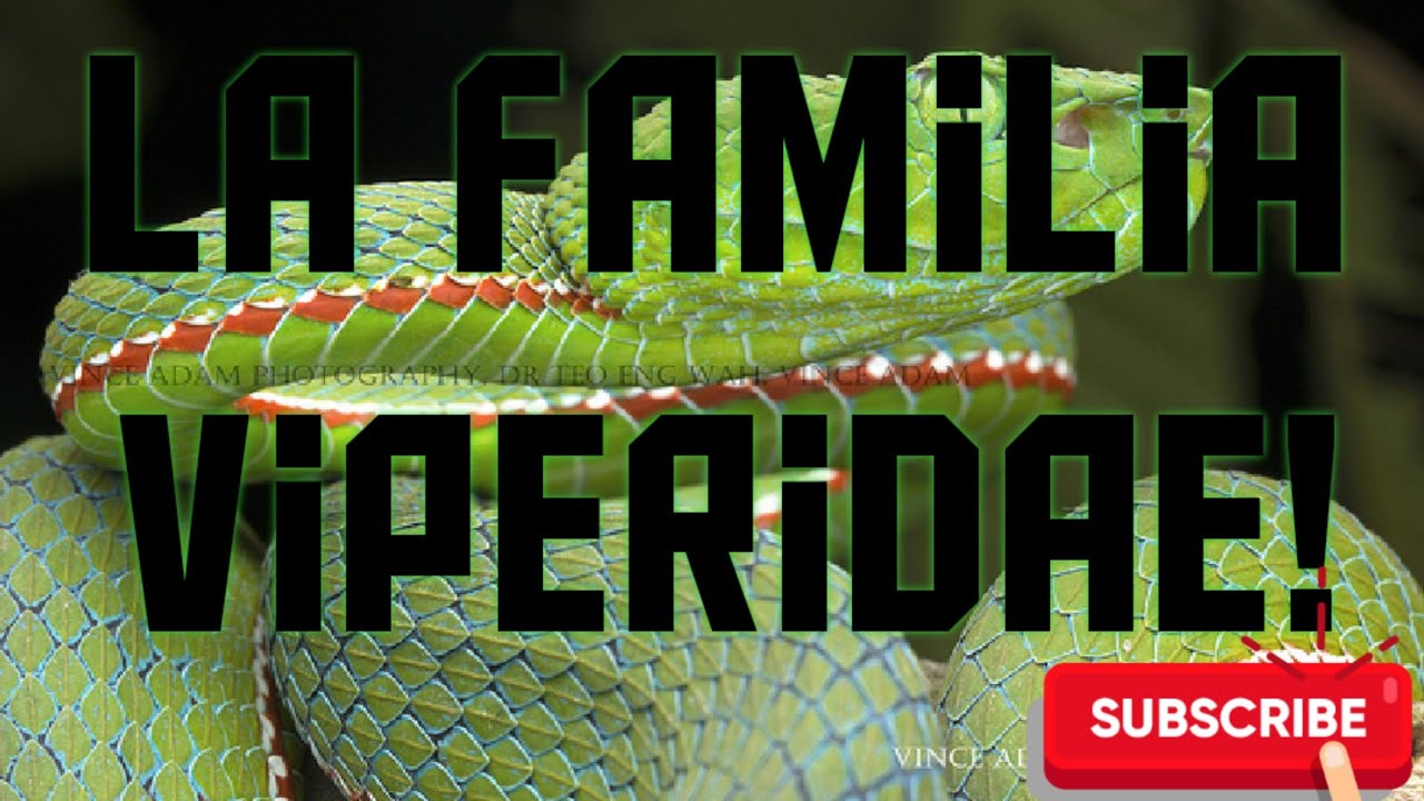 Familia Viperidae | 🐍 Descubre el Fant&aacute;stico M&uacute;ndo de las V&iacute;boras🐍