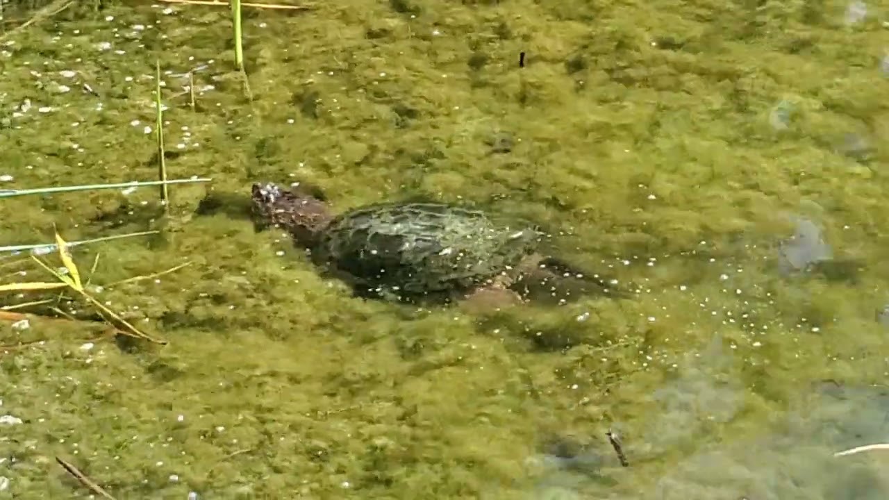 Snapping turtle in lake