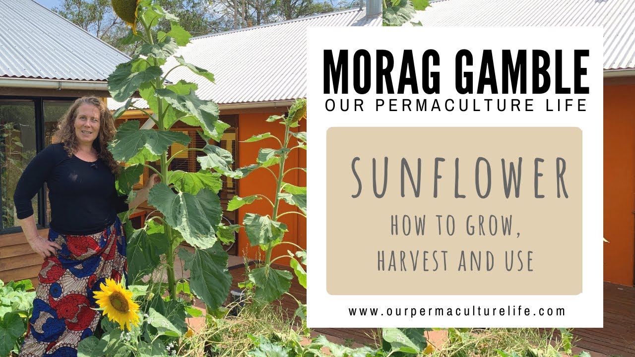 How to grow, harvest and use Sunflower with Morag Gamble, Our Permaculture Life