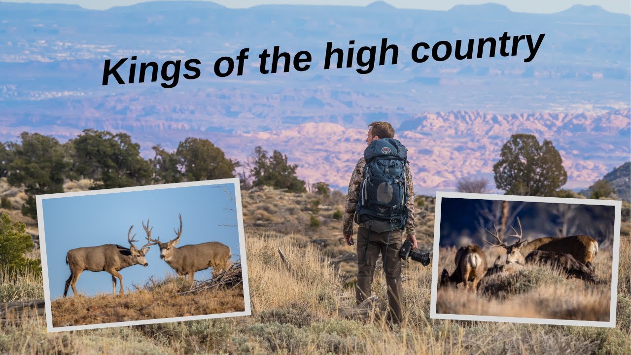Wildlife Photography in the High Desert. Success photographing Mule Deer & a quick Bobcat encounter