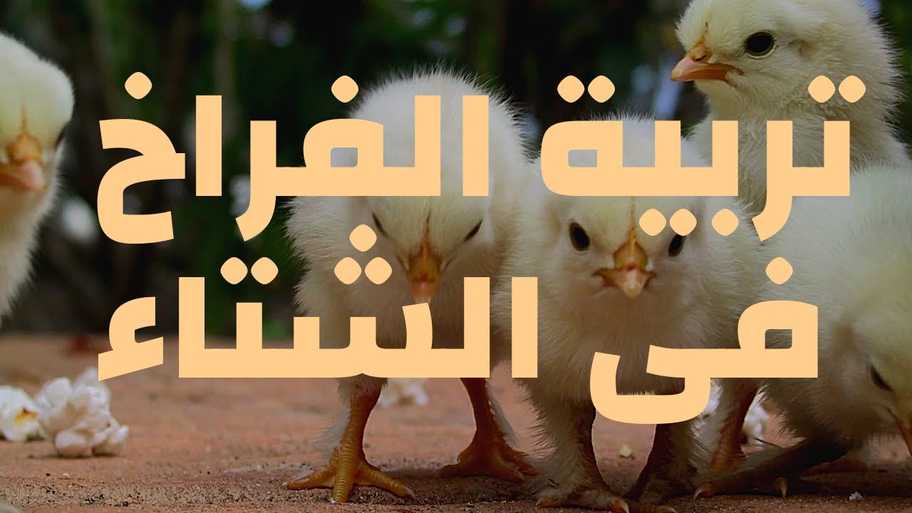 تربية الفراخ البيضة فى الشتاء بدون خساير