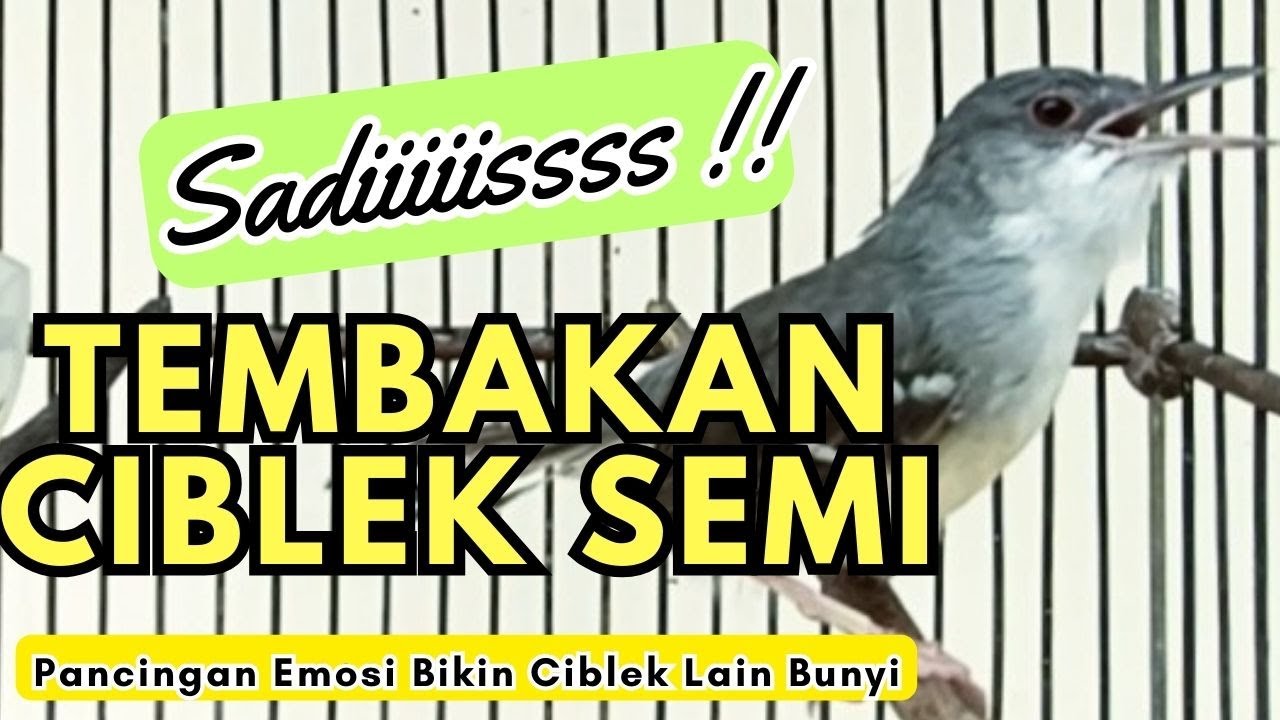 CIBLEK SEMI JANTAN GACOR TEMBAKAN MANTAL VOLUME UP