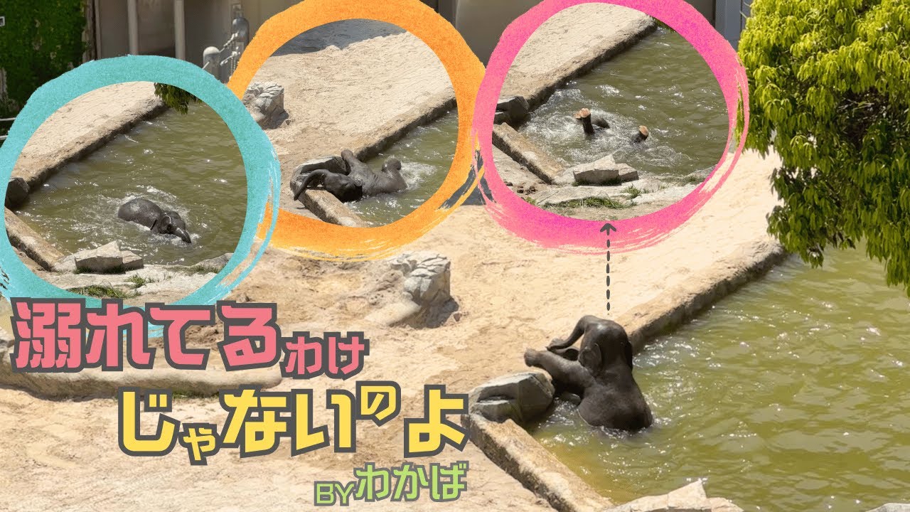 【衝撃】ゾウって泳げるの？！子ゾウ『わかば♀』水泳教室はじめました♪